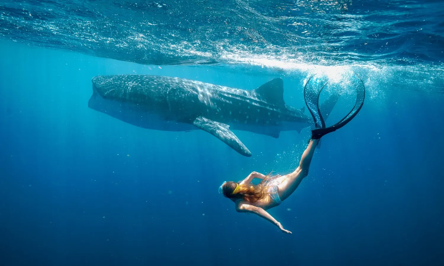 WHALE SHARK JACK